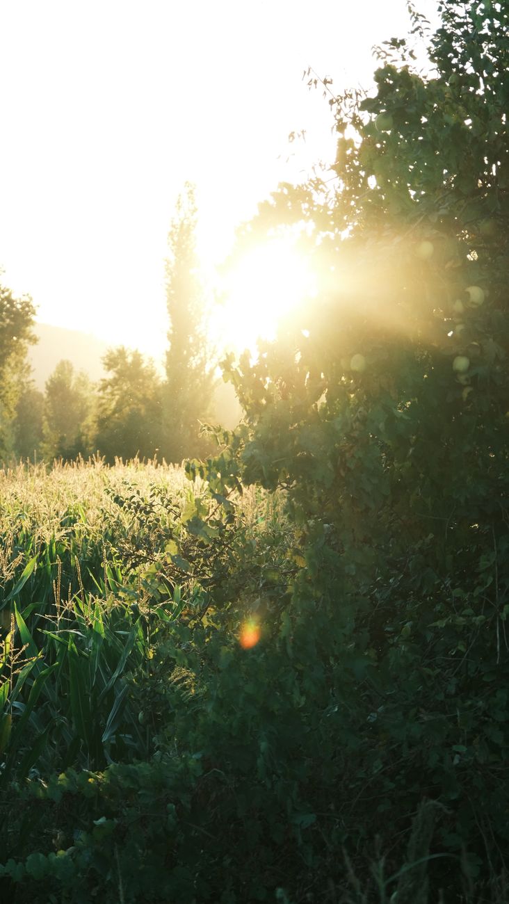 Summer In The City –&nbsp;Midsummer